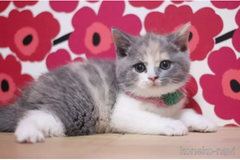 成約済の東京都のスコティッシュフォールド-108196の6枚目